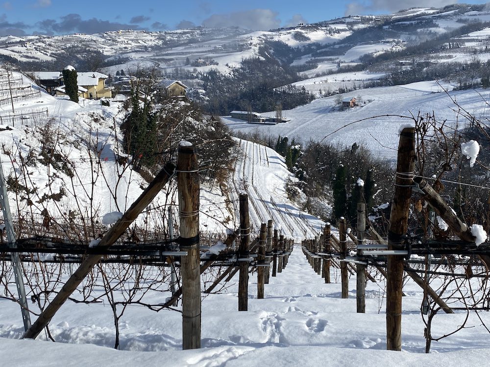Le vigne della Cascina Mucci nella neve